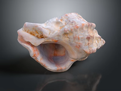 Natural Textured Shell Of Aquatic Animal With Soft Color Patterns And Surface Details 3d model