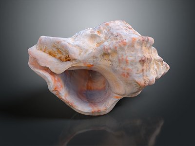 modern conch bone snail field snail shellfish marine animal model