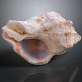 modern conch bone snail field snail shellfish marine animal 3d model