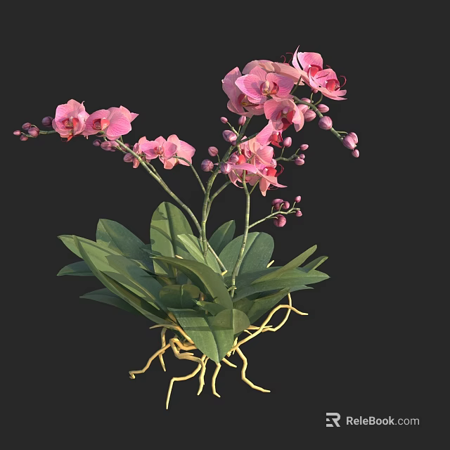Vibrant Pink Orchids With Lush Green Leaves And Yellow Roots Natural 3d model 