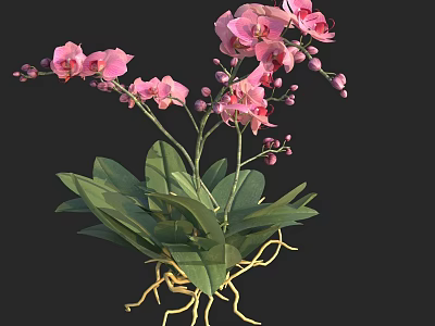 Vibrant Pink Orchids With Lush Green Leaves And Yellow Roots Natural 3d model