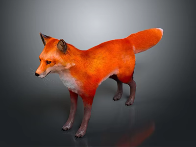 3D Modeled Orange Fox Game Movie Character With White Chest Standing On Gray Background 3d model