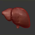 Realistic 3D Anatomical Liver Model Medical Device for Educational Visualization 3d model