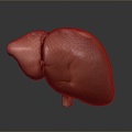 liver human visceral system human visceral liver medicine human body specimen 3d model