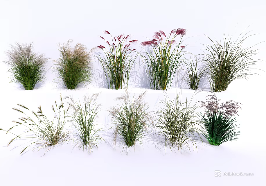 Various Ornamental Grasses with Different Heights Green Foliage and Pink Purple Plumes for Garden Decoration 3d model 