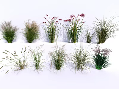 Various Ornamental Grasses with Different Heights Green Foliage and Pink Purple Plumes for Garden Decoration 3d model