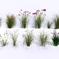 Various Ornamental Grasses with Different Heights Green Foliage and Pink Purple Plumes for Garden Decoration