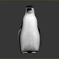 Penguin With White And Black Feathers Standing On Shiny Surface Against Gray Background