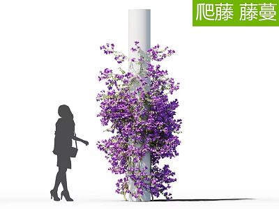 Climbing Vines with Purple Flowers Wrapping Around White Pillar Near Woman Silhouette 3d model