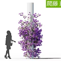 Climbing Vines with Purple Flowers Wrapping Around White Pillar Near Woman Silhouette