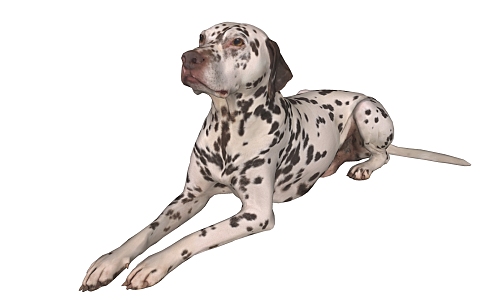 Modern Dog Animal Dog 3d model