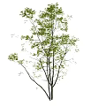 Tall Arbor With Lush Green Leaves And Multiple Branches In Natural Growth