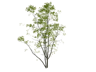 Tall Arbor With Lush Green Leaves And Multiple Branches In Natural Growth 3d model