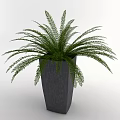 Group of Green Fern Potted Plants in Gray Square Ceramic Planters for Indoor Decor
