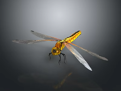 Yellow And Black Dragonfly With Transparent Wings On Dark Background 3d model