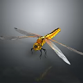 Yellow And Black Dragonfly With Transparent Wings On Dark Background 3d model