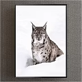 Realistic Animal Painting of Lynx in Snowy Winter Landscape with Detailed Fur
