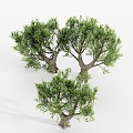 Landscape tree, olive tree, big tree 3d model