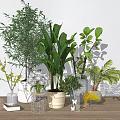Potted Plants with Diverse Leaf Shapes Sizes in Various Material Shape Pots White Wall Background
