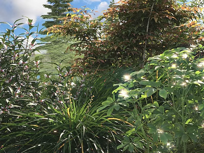 Sunlit Outdoor Garden With Various Shrubs Having Diverse Green Red Glossy Leaves Under Blue Sky 3d model