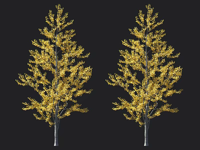 Two Arbor Trees With Golden Autumn Leaves Against Black Background 3d model