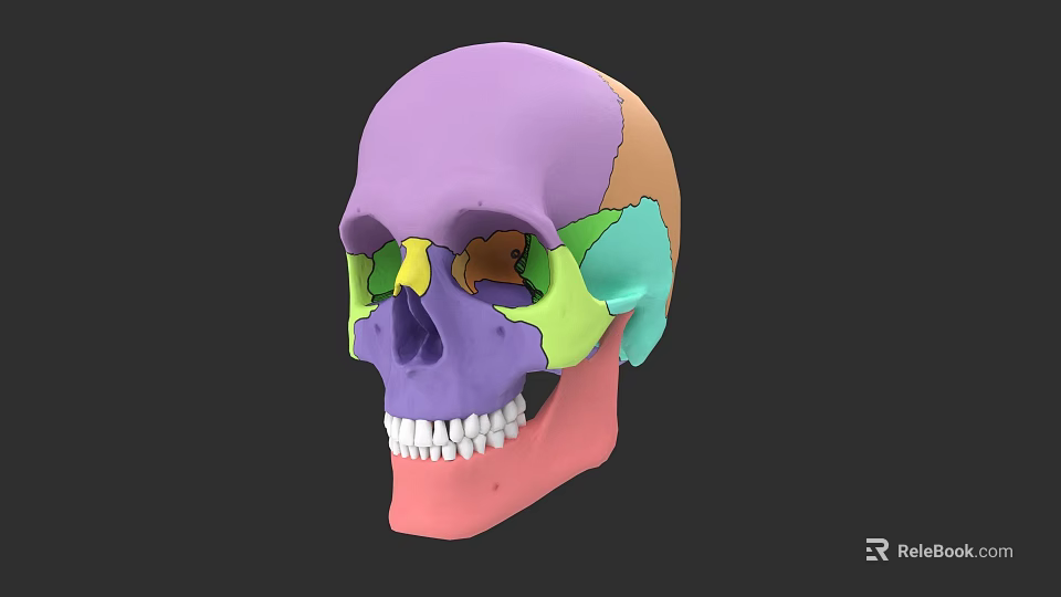 Colorful Anatomical Human Skull Sculpture Showcasing Detailed Sectional Design Elements 3d model 