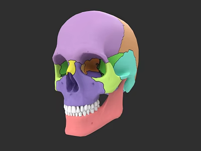 Colorful Anatomical Human Skull Sculpture Showcasing Detailed Sectional Design Elements 3d model