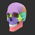 Colorful Anatomical Human Skull Sculpture Showcasing Detailed Sectional Design Elements