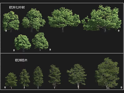 European Horse Chestnut and Linden Arbor Varieties Showcasing Diverse Growth Forms 3d model