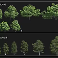 European Horse Chestnut and Linden Arbor Varieties Showcasing Diverse Growth Forms