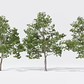 Modern Tree Landscape Tree Big Tree Garden Tree 3d model