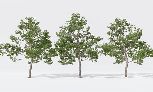 Modern Tree Landscape Tree Big Tree Garden Tree 3d model