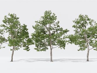 Modern Tree Landscape Tree Big Tree Garden Tree 3d model