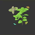 Green Mint Plant With Fresh Vibrant Leaves On Dark Reflective Background