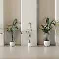 Various Types Of Indoor Potted Bonsai Plants In White Pots With Light Colored Walls And Floor