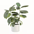 Bonsai Potted Plant with Lush Green Leaves in White Cylindrical Pot for Indoor Home Decoration