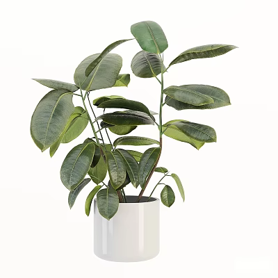 Bonsai Potted Plant with Lush Green Leaves in White Cylindrical Pot for Indoor Home Decoration 3d model