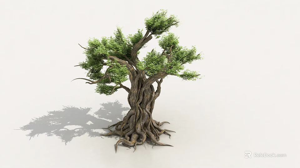 Tall Arbor with Thick Trunk Twisted Branches Exposed Roots and Lush Green Leaves 3d model 