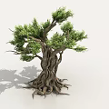 ancient tree banyan tree evergreen banyan tree whisker fine leaf banyan vine tree big tree 3d model