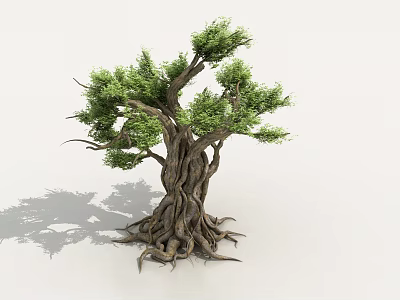 Tall Arbor with Thick Trunk Twisted Branches Exposed Roots and Lush Green Leaves 3d model