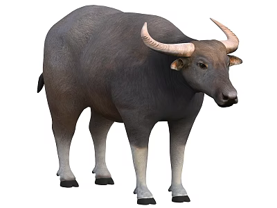 buffalo bull animal cow 3d model