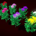 Vibrant Colorful Blooming Chrysanthemums With Lush Green Leaves On Dark Background