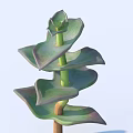 Succulent Plant With Spiral Arranged Green Leaves Purple Edges And Brown Stem