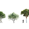 Different Arbor Tree Species with Varied Foliage and Human Scale Reference 3d model