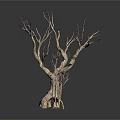 Dry Trees of Various Sizes Standing on White Background with Bare Branches