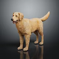 Golden Labrador Dog Standing On Black Background With Shiny Reflective Surface