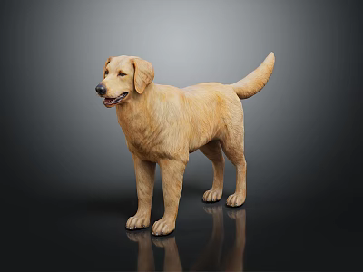 Golden Labrador Dog Standing On Black Background With Shiny Reflective Surface 3d model