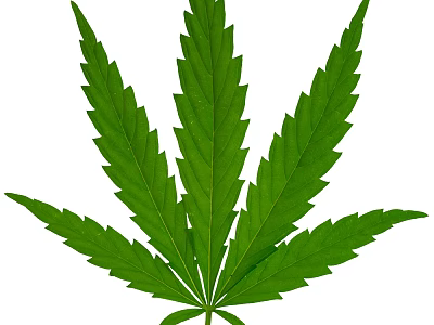Fresh Green Cannabis Leaf With Natural Veins And Botanical Texture 3d model