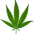 Fresh Green Cannabis Leaf With Natural Veins And Botanical Texture