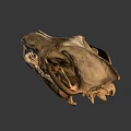Realistic Animal Skull Side View With Sharp Canine Teeth And Bone Texture